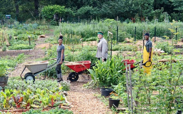 Three students pushing wheelbarrows pause for a photo in the middle of a green garden.